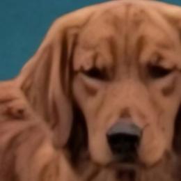 Margo - Golden Retriever