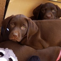 Labrador Retrievers from Wizedogs