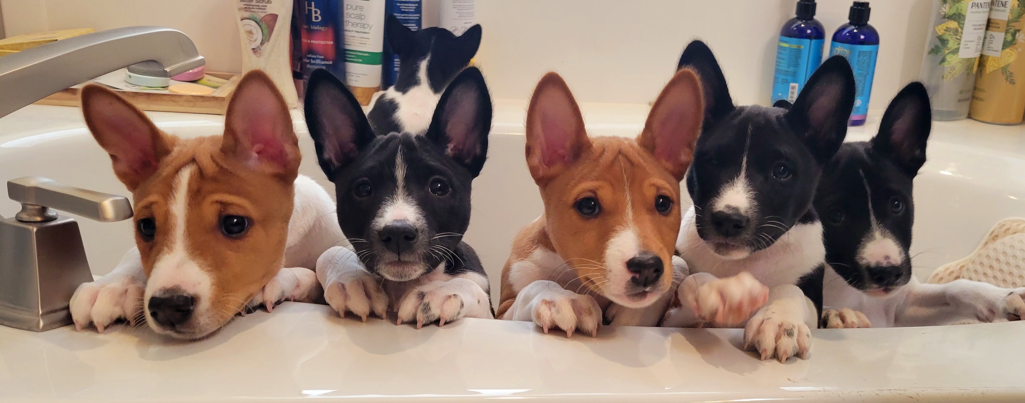 Basenji puppies from Maererano Basenjis