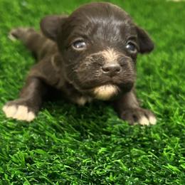 Liver Girl - Liver female Miniature Schnauzer puppy in Clover, South Carolina from Bobo’s Babies Kennels