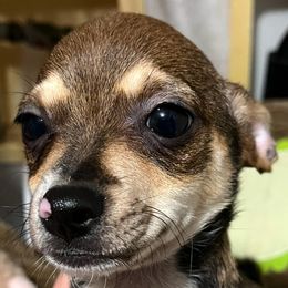 Millie's boy 4 - Black sabled fawn male Chihuahua puppy in Illinois from Briarwood Farm