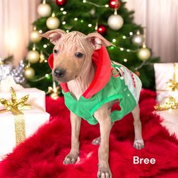 Bree - Red female American Hairless Terrier puppy in Buckingham, Illinois from Gaus Hof