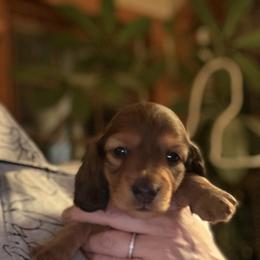 Christmas - Red female Dachshund puppy in Batavia, Illinois from Sandra's Dachshunds