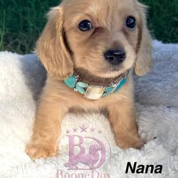 Nana - Cream female Dachshund puppy in Lexington, Oklahoma from BooneDox Miniature Dachshunds