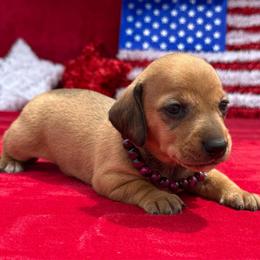 Lottie - Red female Dachshund puppy in Lincoln, Arkansas from Red Dirt Dachshunds