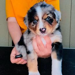 Jetty - Blue merle male Miniature American Shepherd puppy in White City, Oregon from Born Rogue Miniature American Shepherds