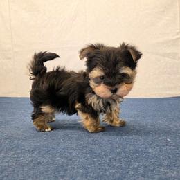 Smokey TEACUP - Black & tan tri-color male Morkie puppy in Monticello, Iowa from Ashley’s Puppies