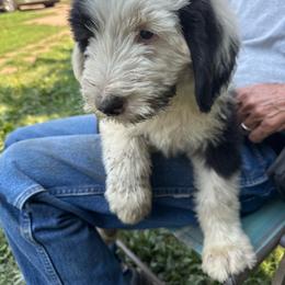 Blue - Black and white male Sheepadoodle puppy in Eleva, Wisconsin from Molly’s Doodles