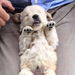 Golden Retrievers from GC Goldens