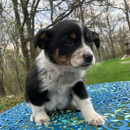 Almond Joy - Blue female Australian Cattle Dog puppy in Lancaster, Minnesota from Weleski Chocolate Heelers