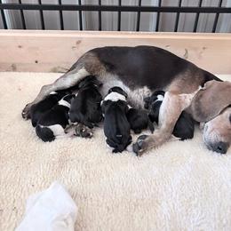 Boy 2 - Black tan and white male Beagle puppy in Gentry, Arkansas from HC Puppy Ranch