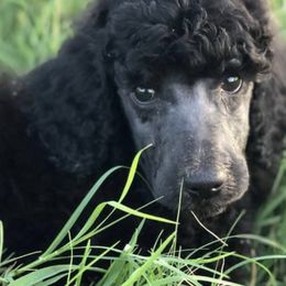 Poodles from Two Heart Kennel