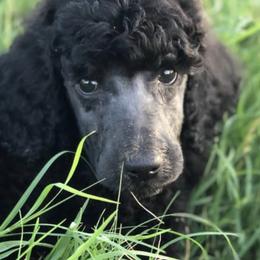Poodles from Two Heart Kennel
