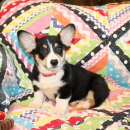 Valor - Black and tan male Pembroke Welsh Corgi puppy in Morton, Mississippi from Crown AB Farms Pembroke Welsh Corgis