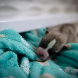 Siberian Husky Puppies from Ivie Huskies