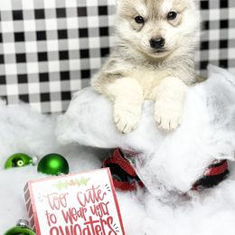 Siberian Husky Puppies from JST Siberians