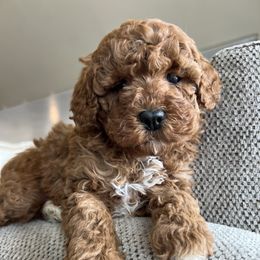 Cavapoo, Cockapoo, and Goldendoodle Puppies from Rocking JH Doodles