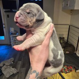Blueberry pie - Blue and white male Great Dane puppy in Monroe County, Pennsylvania from Poke-A-Nose Danes