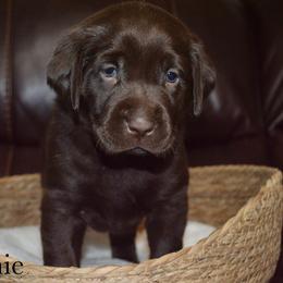 Winchester(Winnie) - Chocolate female Labrador Retriever puppy in Hillman, Michigan from Northrop Farm