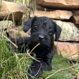 Bluebell - Black and white male Schnoodle puppy in Colorado Springs, Colorado from Spice Mountain Puppies