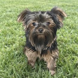 Cher - Yorkshire Terrier