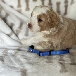 Blue collar male - Brown and white male Aussiedoodle puppy in Valdosta, Georgia from Fifth Day Farm