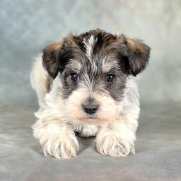 Patch - Parti male Miniature Schnauzer puppy in Ely, Nevada from Great Basin Miniature Schnauzers