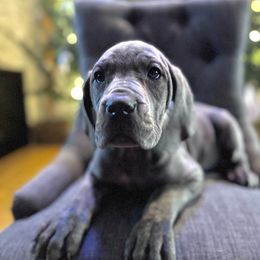 Girl 1 - Blue brindle Great Dane puppy in Wisconsin from Starry Night Great Danes