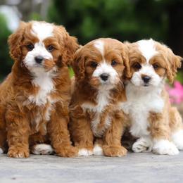 Cavapoo puppies from Reedy River Doodles