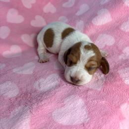 Lindsey - Piebald female Dachshund puppy in Lake City, Florida from My Ditzy Doxies of Florida
