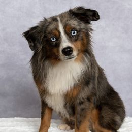 Blu - Toy Australian Shepherd