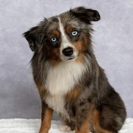 Blu - Toy Australian Shepherd