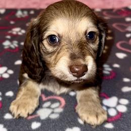 Girl 3 - Chocolate and cream female Dachshund puppy in Fredonia, Arizona from Desert Horizon Dachshunds