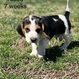 Huck AKC - Black tan and white male Beagle puppy in Rogersville, Missouri from Hales Little Beagle Haven