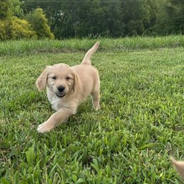 Golden Retriever Puppies from Apple Country Retrievers