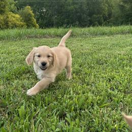 Golden Retriever Puppies from Apple Country Retrievers