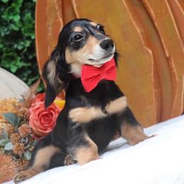 Rolo - Black and tan male Dachshund puppy in Woodbine, Georgia from Walker's Minidachs