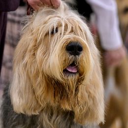 Otterhound All Grown Up from Con Cara Kennels