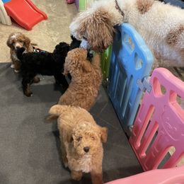 Poodle Puppies from Grandy’s Pretty Poodles