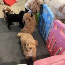 Poodle Puppies from Grandy’s Pretty Poodles