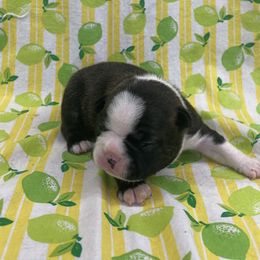 Olana - Brindle and white female Boston Terrier puppy in Fillmore, Illinois from Wind Hill Puppies