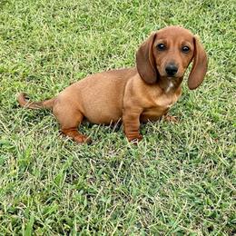 Dezi - Red female Dachshund puppy in Carrollton, Illinois from Kelly's Doxies