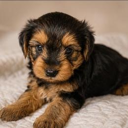 Tanner - Black and tan male Yorkshire Terrier puppy in Broxton, Georgia from More Than Family