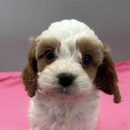 Tiana - Blenheim female Cavapoo puppy in Burke, New York from Patti’s Puppies