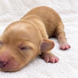 Ivy - Cream female Dachshund puppy in Sebring, Florida from Mini Weenies