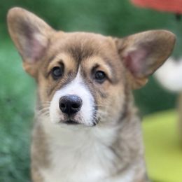 American Corgis from Kauai the Corgi