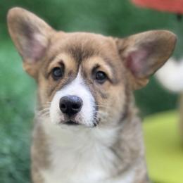 American Corgis from Kauai the Corgi