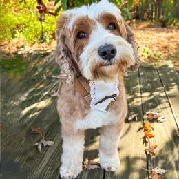 Daisy - Australian Labradoodle