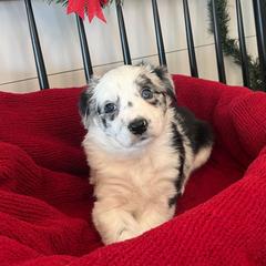 Acadia - White and blue merle female Bordoodle puppy in Valley Center, California from Circle R Valley Bordoodls