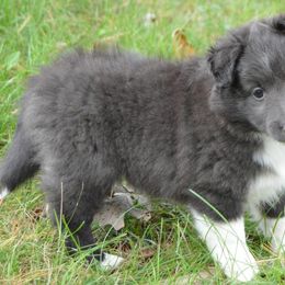 Shetland Sheepdog Puppies from Sunny Shelties